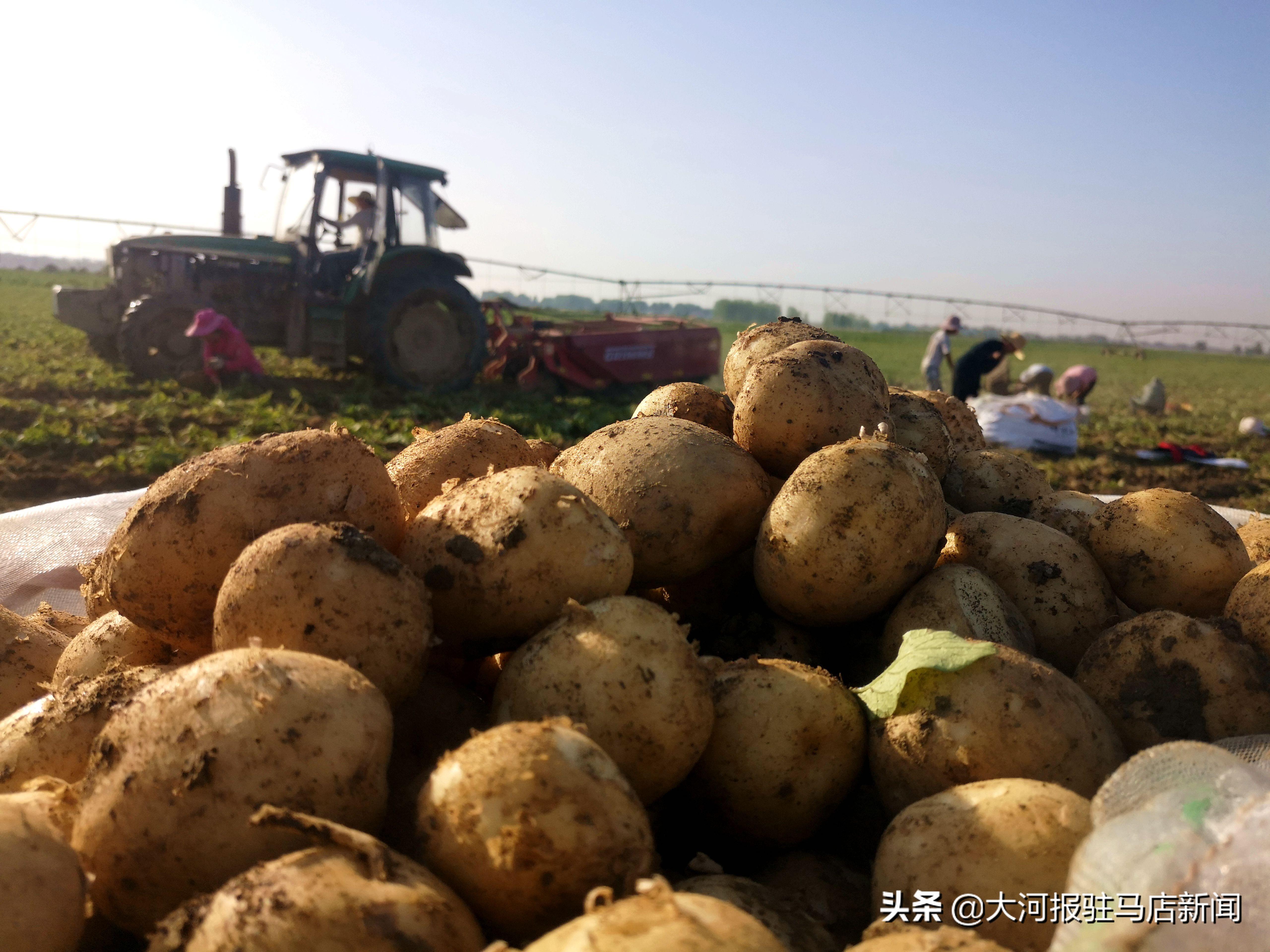 河南土豆最新价格行情解析