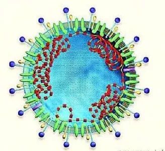 最新型冠状病毒认识的深度解析