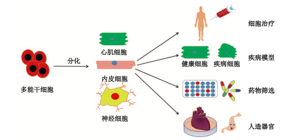 心肌干细胞最新进展引领心脏再生医学的未来突破